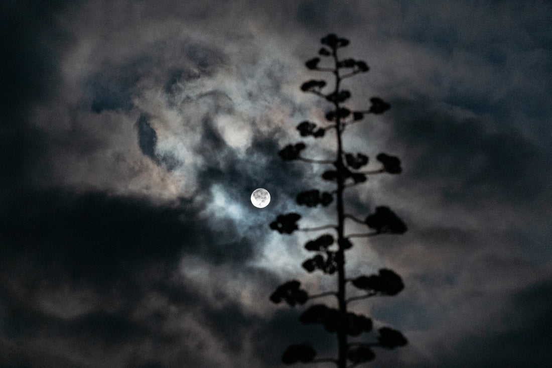 Embracing Shadow Season