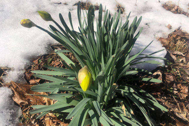 Growing With the Energy of Spring