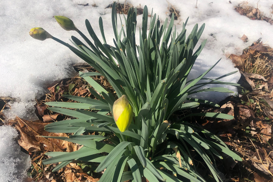 Growing With the Energy of Spring